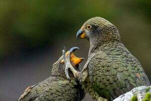 kea alpino loro de nuevo Zelanda foto