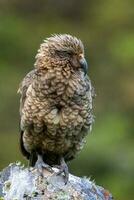 Kea Alpine Parrot of New Zealand photo