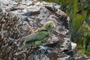 kea alpino loro de nuevo Zelanda foto