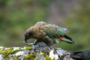 kea alpino loro de nuevo Zelanda foto