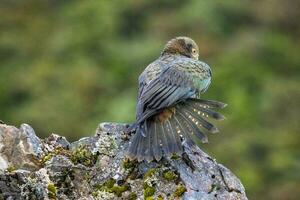 kea alpino loro de nuevo Zelanda foto