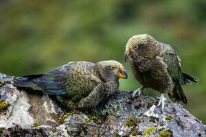 kea alpino loro de nuevo Zelanda foto