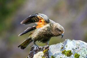 Kea Alpine Parrot of New Zealand photo