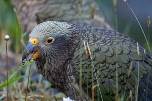 kea alpino loro de nuevo Zelanda foto