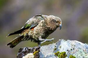 Kea Alpine Parrot of New Zealand photo