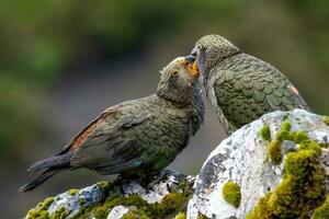 kea alpino loro de nuevo Zelanda foto