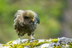 Kea Alpine Parrot of New Zealand photo