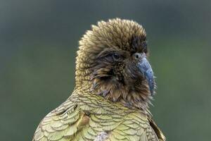 kea alpino loro de nuevo Zelanda foto