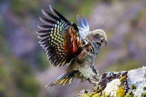 Kea Alpine Parrot of New Zealand photo