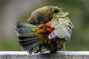 kea alpino loro de nuevo Zelanda foto