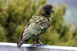 kea alpino loro de nuevo Zelanda foto