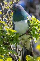 Kereru New Zealand Wood Pigeon photo