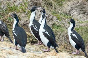 King Shag in New Zealand photo