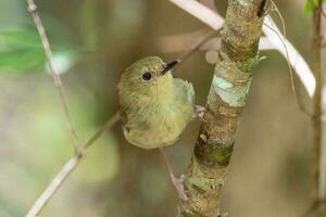 Large-billed Scrubwren in Australia photo