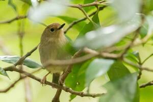 Large-billed Scrubwren in Australia photo