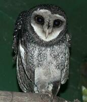 Lesser Sooty Owl photo