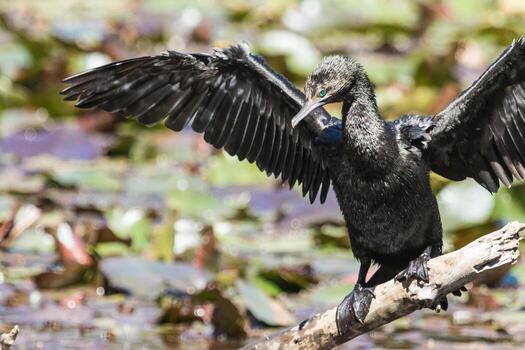 pequeño negro cormorán foto