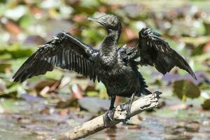 Little Black Cormorant photo