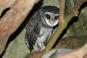 Lesser Sooty Owl photo