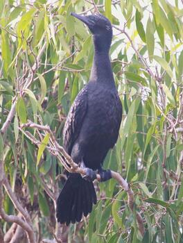 pequeño negro cormorán foto