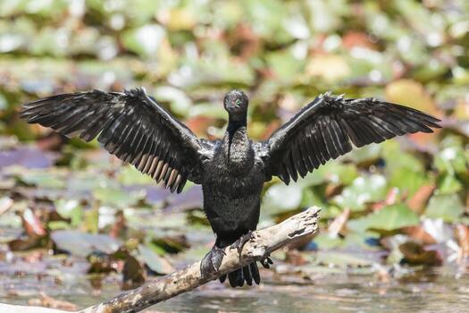 pequeño negro cormorán foto