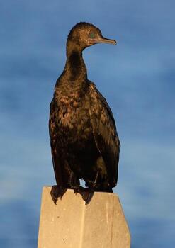pequeño negro cormorán foto