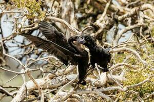 Little Black Cormorant photo