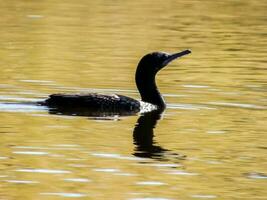 pequeño negro cormorán foto