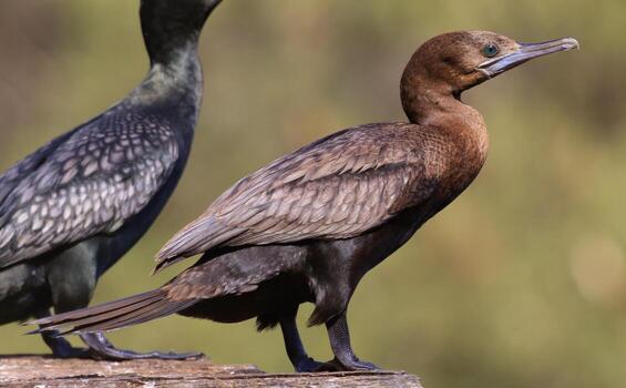 pequeño negro cormorán foto