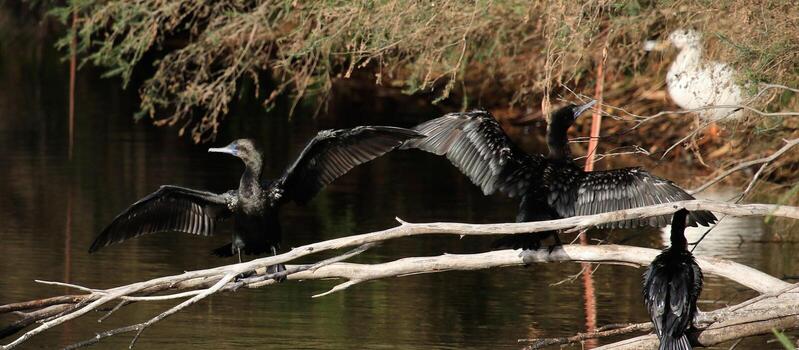 pequeño negro cormorán foto