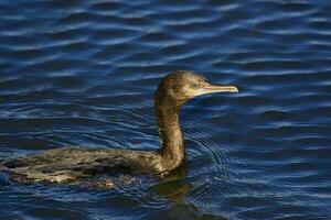 Little Black Cormorant photo