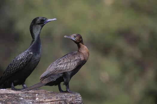 pequeño negro cormorán foto