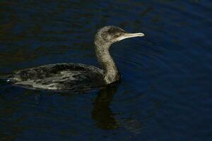 Little Black Cormorant photo