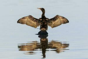 Little Black Shag in New Zealand photo