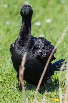 pequeño negro pelusa en nuevo Zelanda foto