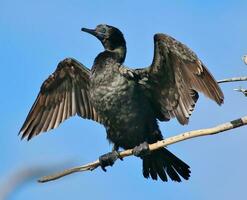 Little Black Shag in New Zealand photo