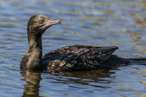 Little Black Shag in New Zealand photo