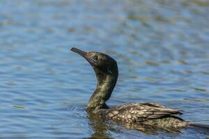 Little Black Shag in New Zealand photo