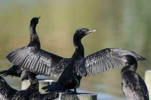 Little Black Shag in New Zealand photo