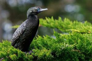 Little Black Shag in New Zealand photo