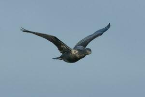 Little Black Shag in New Zealand photo