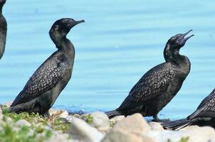 Little Black Shag in New Zealand photo