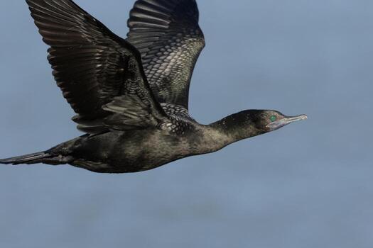 pequeño negro pelusa en nuevo Zelanda foto