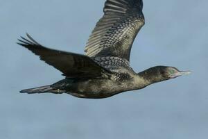 Little Black Shag in New Zealand photo