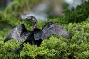 pequeño negro pelusa en nuevo Zelanda foto