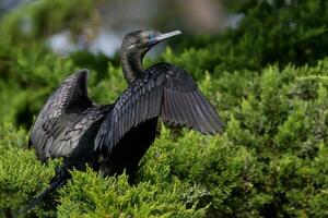 Little Black Shag in New Zealand photo