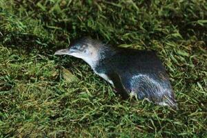 Little Blue or Fairy Penguin photo