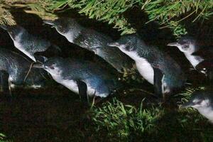 Little Blue or Fairy Penguin photo