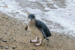 pequeño azul o hada pingüino foto