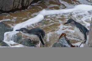 pequeño azul o hada pingüino foto